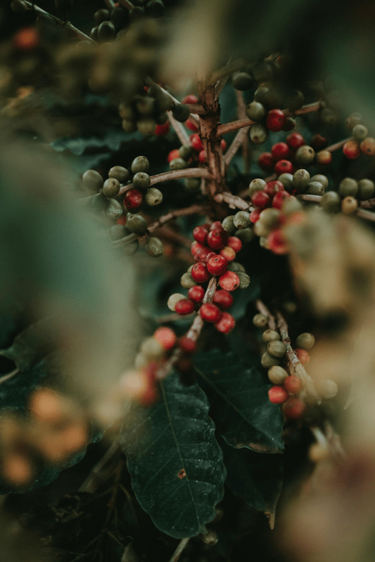 cascara, coffee